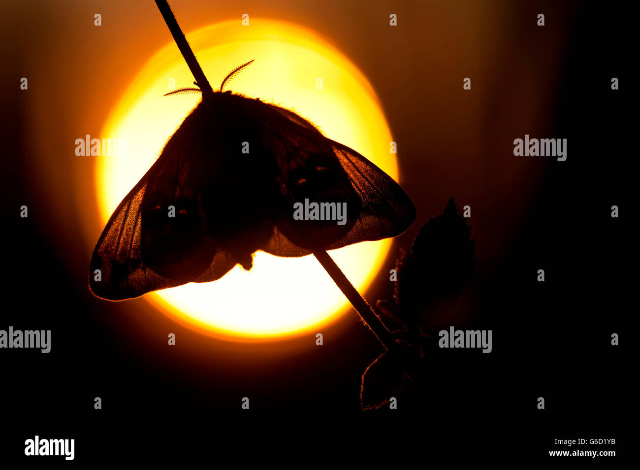 Small Emperor Moth, sunset, Germany / (Saturnia pavonia) Stock Photo