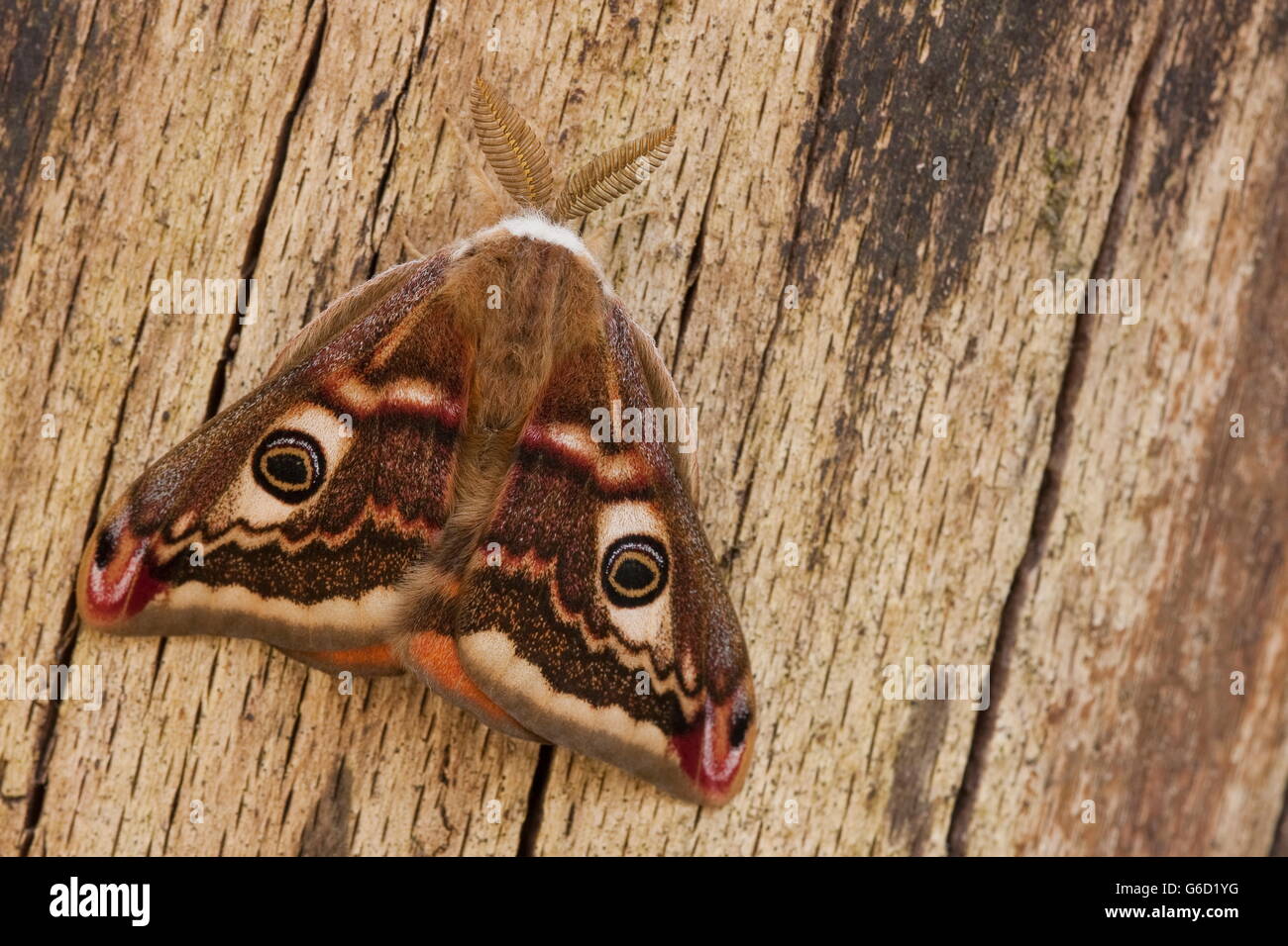 Small Emperor Moth, male, Germany / (Saturnia pavonia) Stock Photo