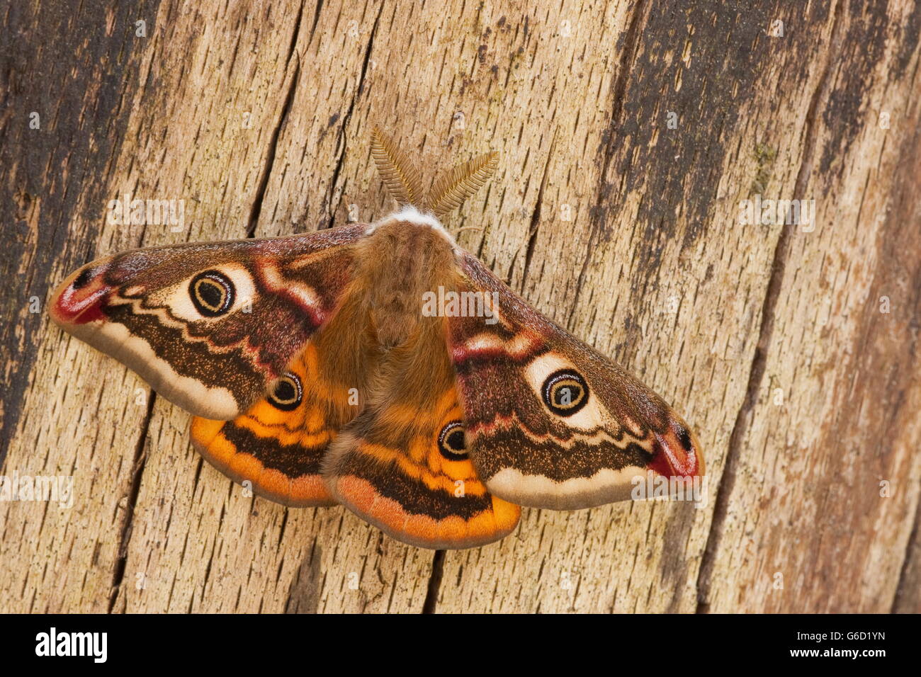 Small emperor moth saturnia pavonia male hi-res stock photography and ...
