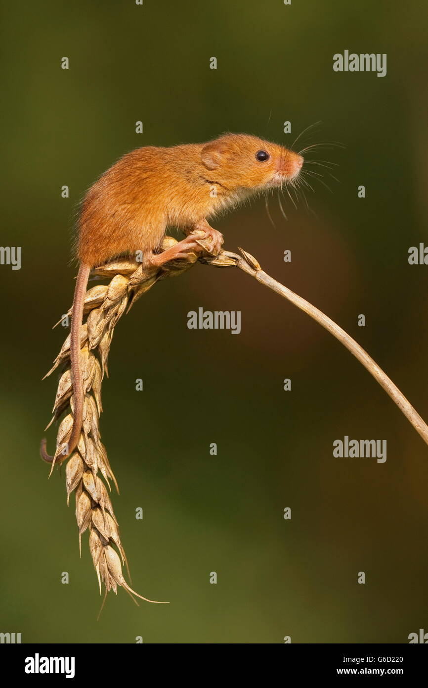 harvest mouse, Germany / (Micromys minutus) Stock Photo