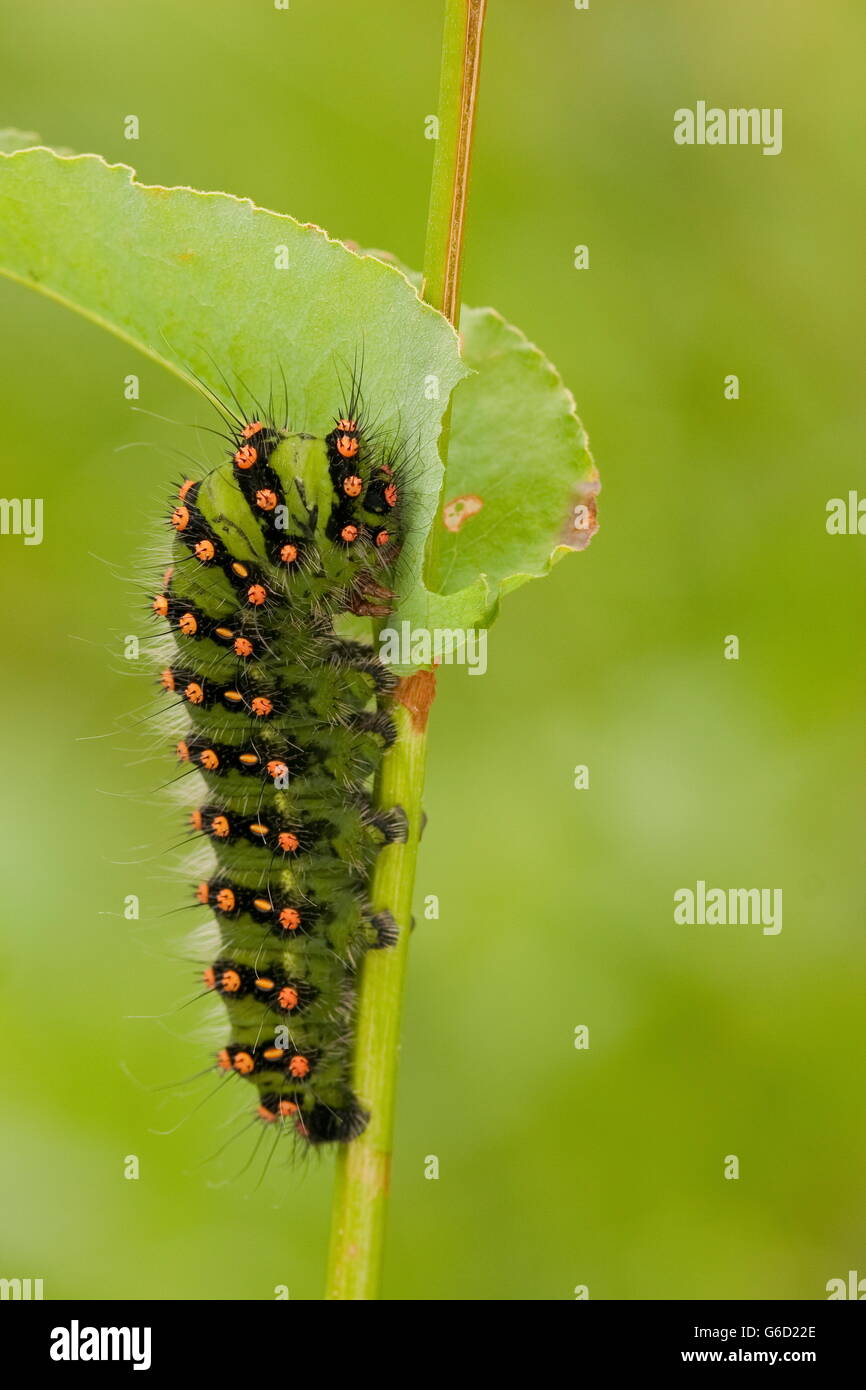 Small Emperor Moth, caterpillar, Germany / (Saturnia pavonia Stock ...