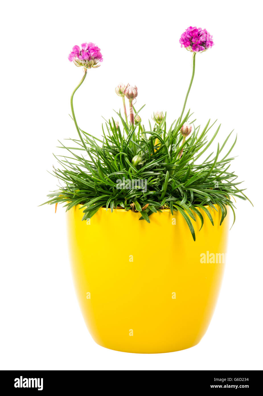 Isolated potted pink Armeria flower (sea thrift or sea pink) Stock Photo
