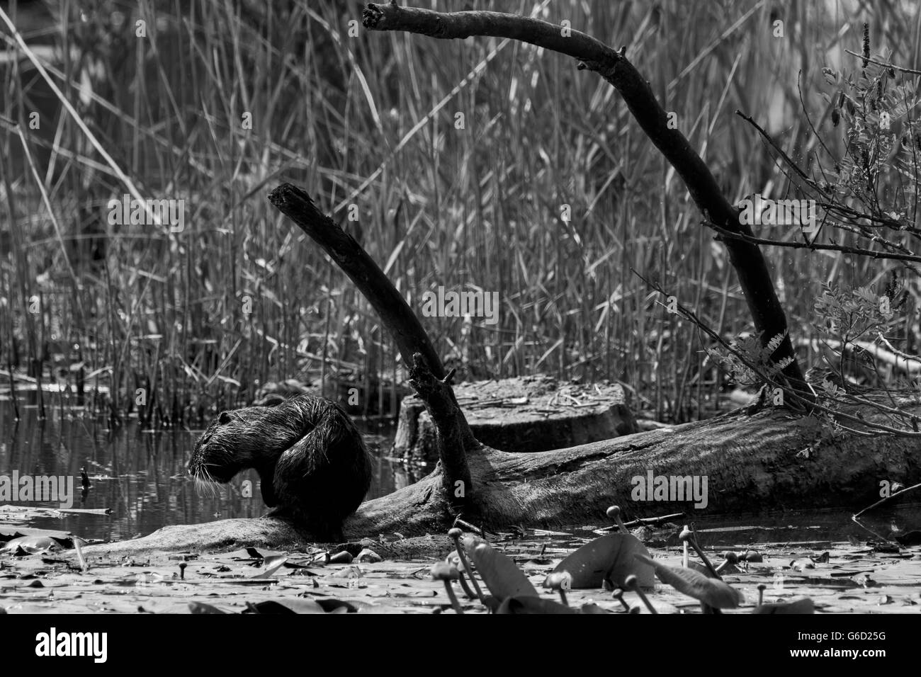 Coypu on a tree trunk Stock Photo