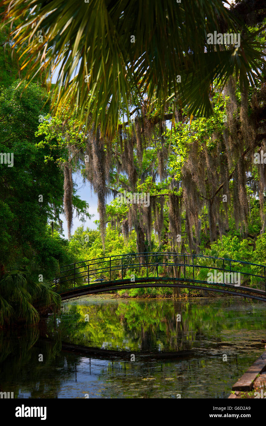 Spanish Moss on the trees in the city park of new Orleans Louisiana USA