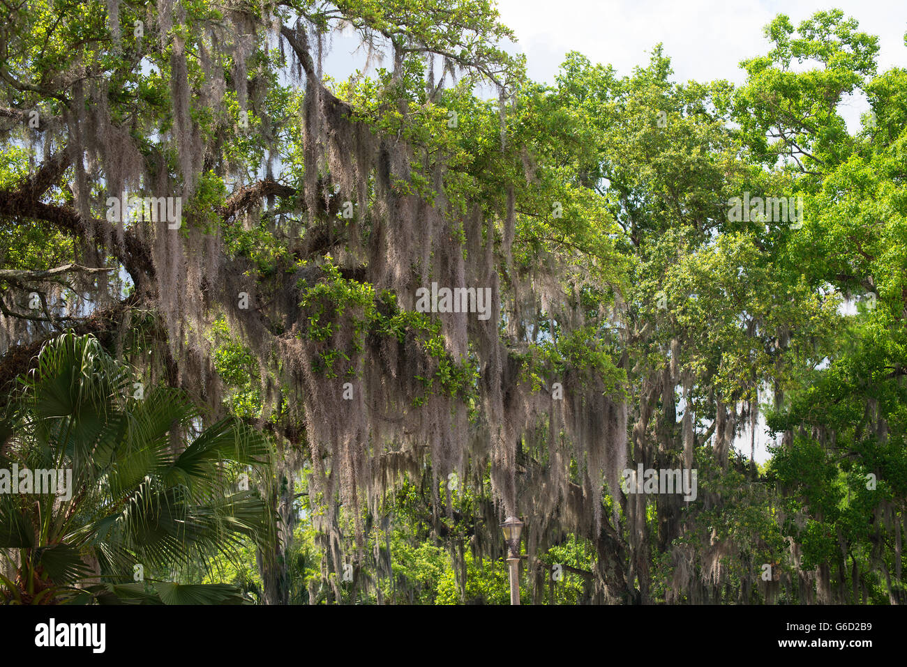 Spanish Moss on the trees in the city park of new Orleans Louisiana USA
