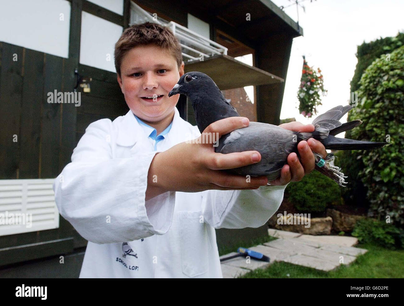13-year-old Harry Taylor at his home in Weston on Avon, with the young pigeon he received from the Queen's Sandringham loft. Harry wrote to the Queen as patron of the Royal Pigeon Racing Association, to ask if she had a pair of birds she would donate to him. * Harry, said he was shocked to receive a letter offering him a pair of the Queen s pigeons. Stock Photo