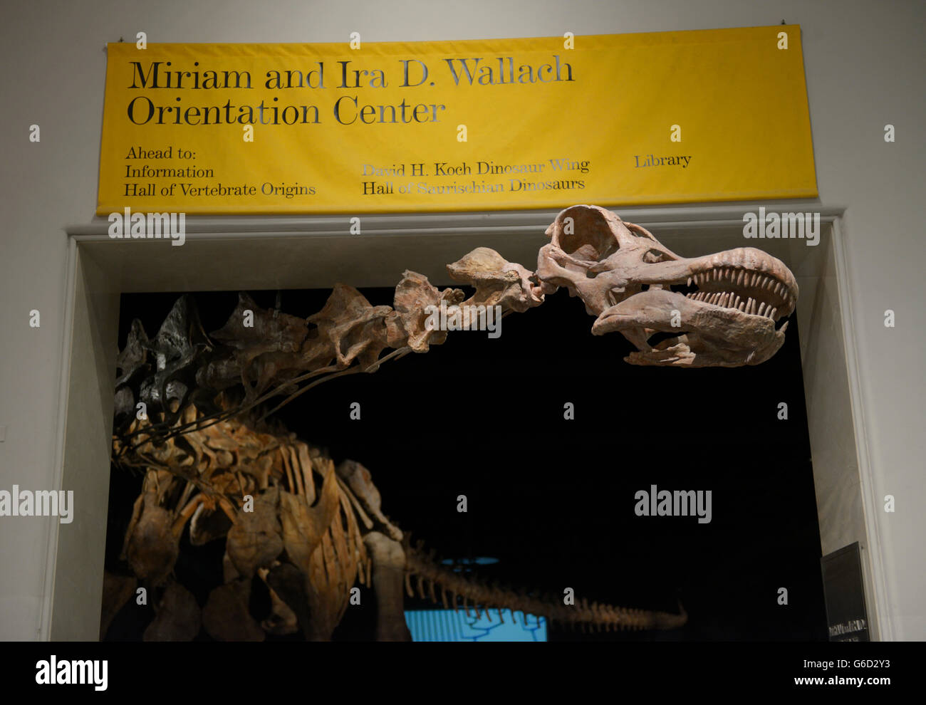 A recently discovered Titanosaur skeleton exhibited at the AMNH. 122 feet long - one of the largest dinosaurs ever discovered Stock Photo