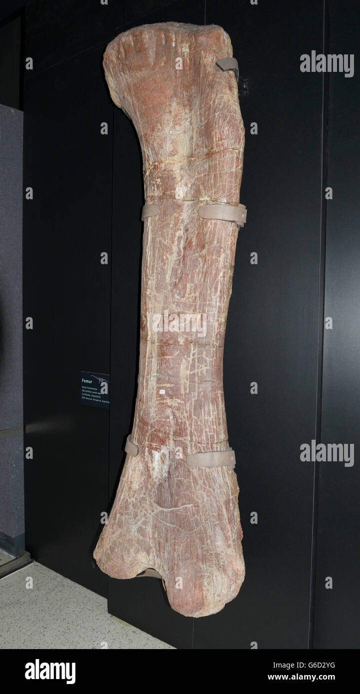 A recently discovered 8 foot tall fossil of a femur from a Titanosaur one of the largest dinosaurs ever discovered Stock Photo