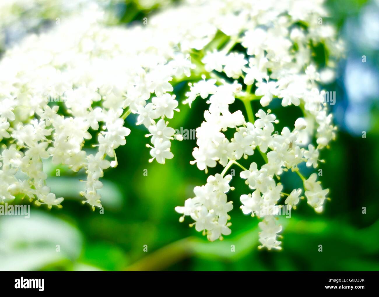 A cluster of flowers hi-res stock photography and images - Alamy