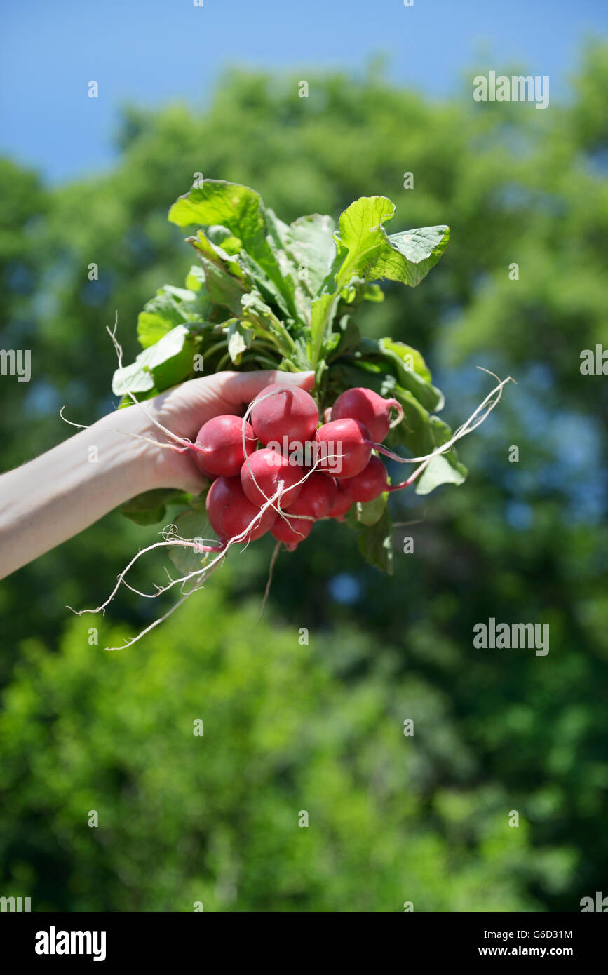 Bunch of radishes held aloft Stock Photo