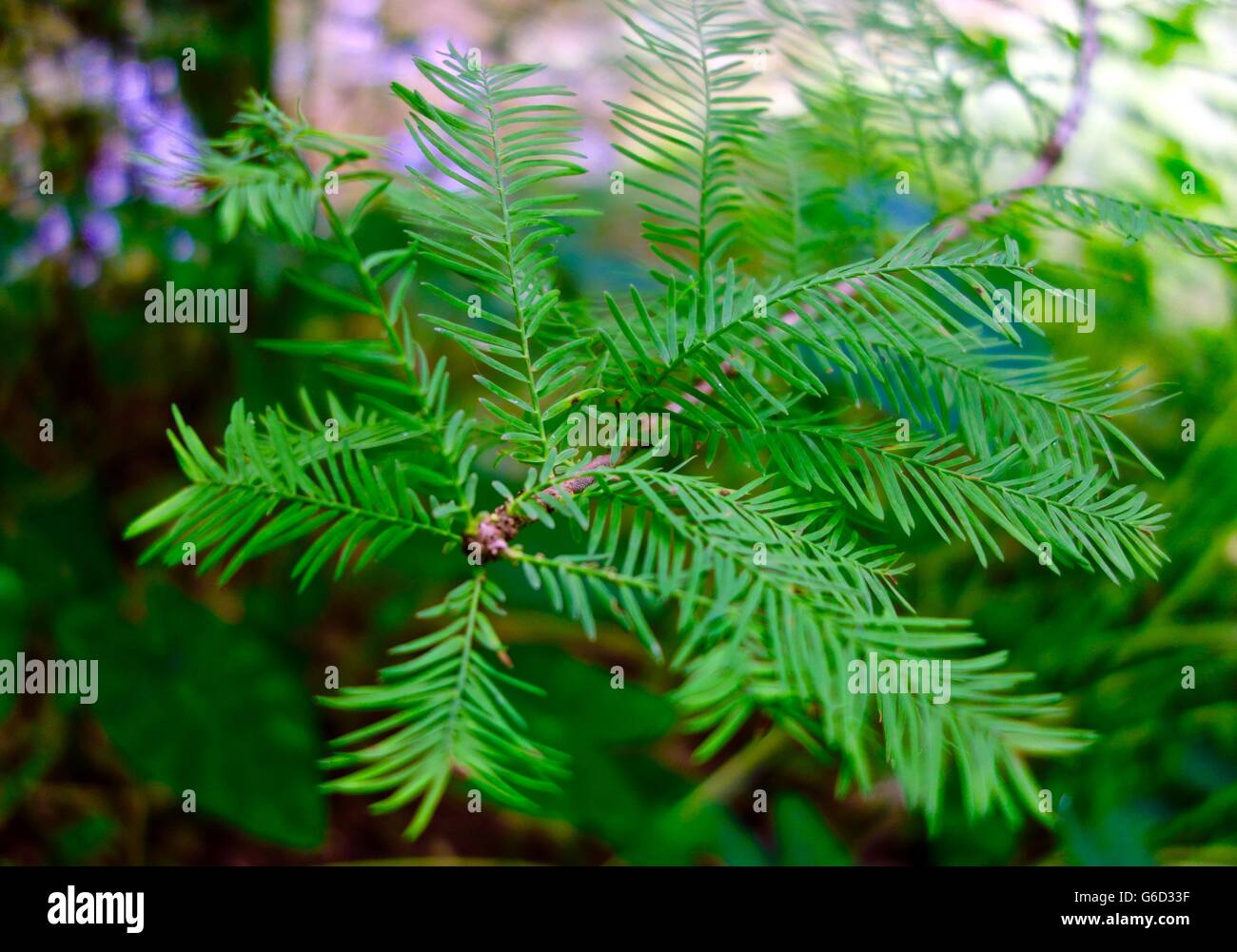 Cypress tree leaves hi-res stock photography and images - Alamy