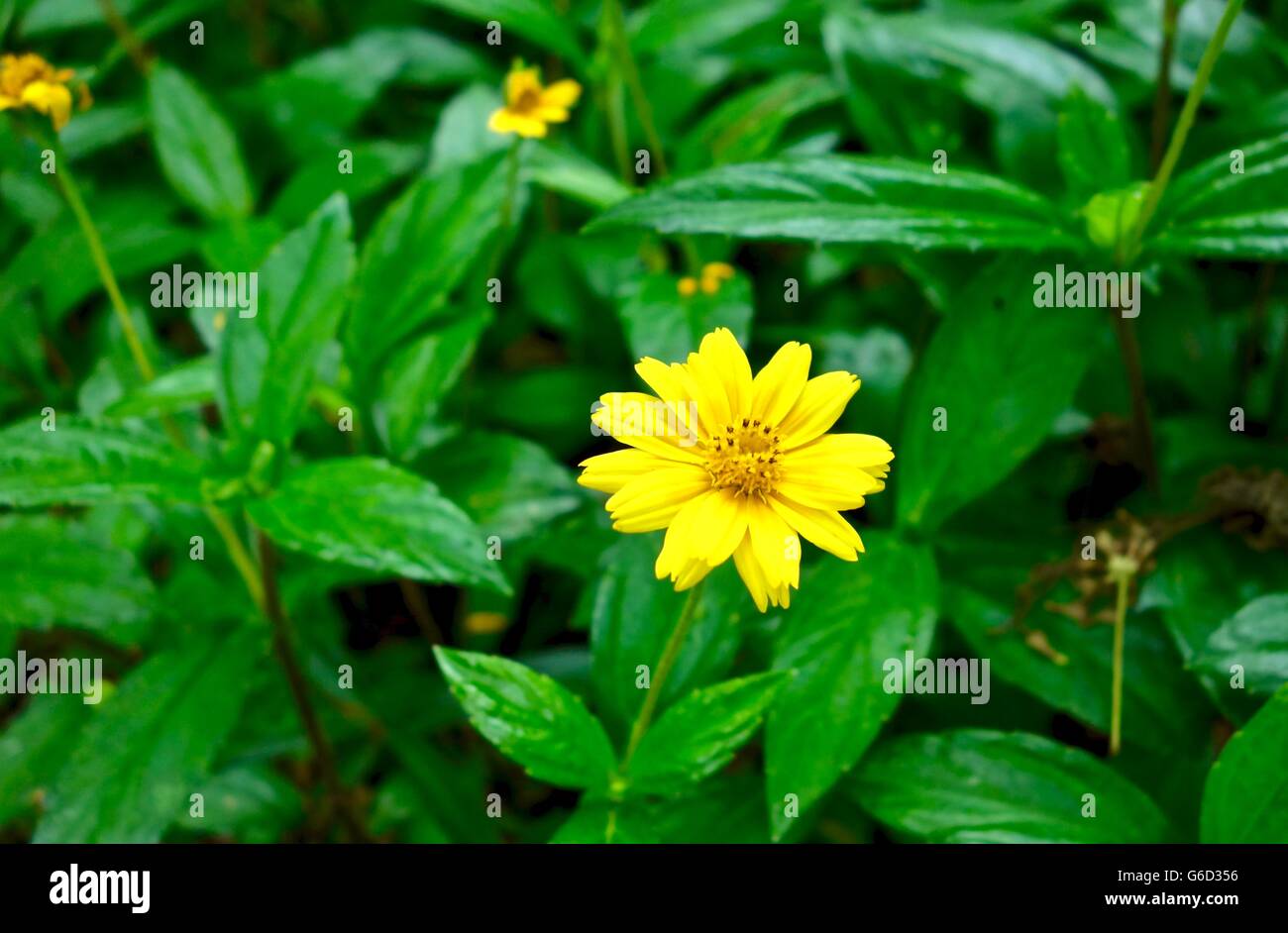 Close up yellow flower hi-res stock photography and images - Alamy