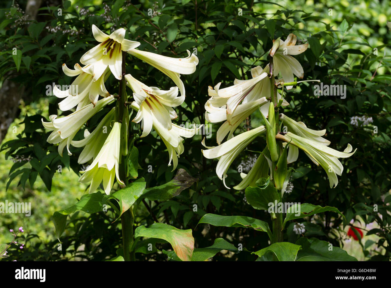 Trumpet flowers of the Giant Yunnan Lily, Cardiocrinum giganteum, a monocarpic species for light woodland Stock Photo