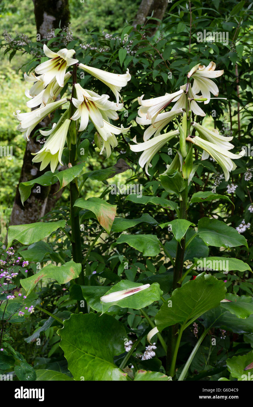 Trumpet flowers of the Giant Yunnan Lily, Cardiocrinum giganteum, a monocarpic species for light woodland Stock Photo