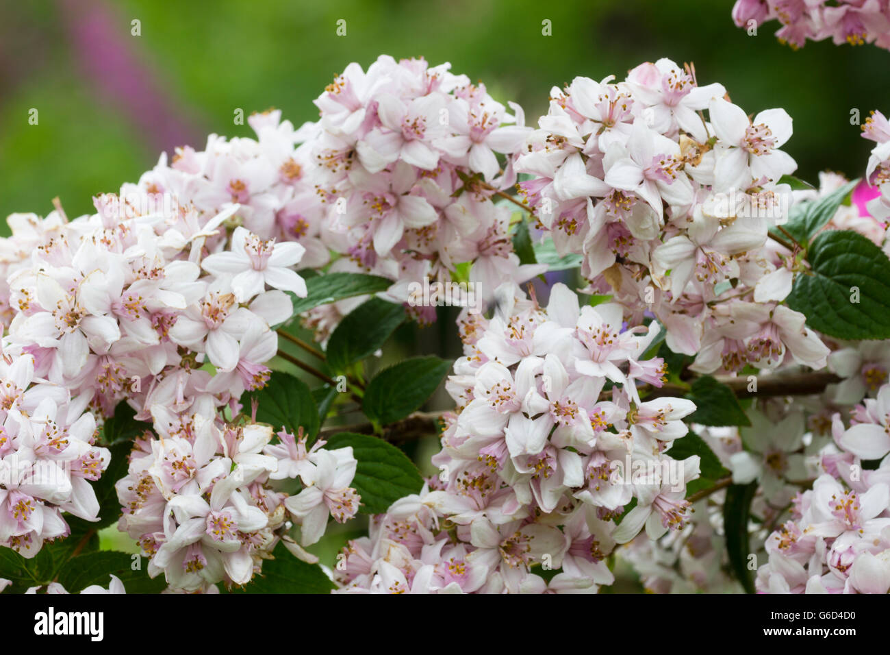 Massed pink and white June flowers of the hardy hybrid shrub, Deutzia x hybrida 'Mont Rose' Stock Photo