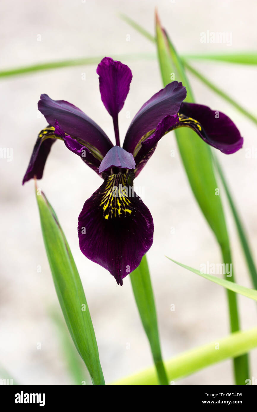 Dark purple form of the variable species iris, Iris chrysographes Stock Photo