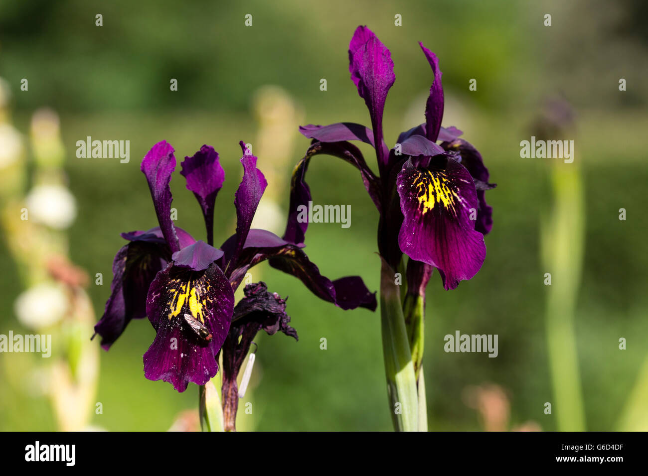 Dark purple form of the variable species iris, Iris chrysographes Stock Photo