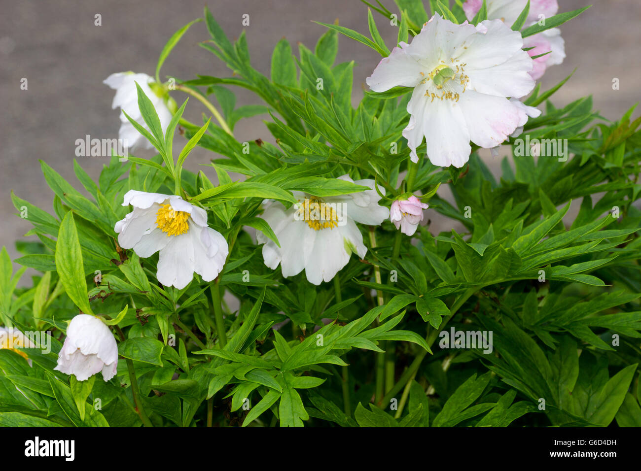 Drooping white flower of the compact species peony, Paeonia veitchii var. woodwardii 'Alba' Stock Photo