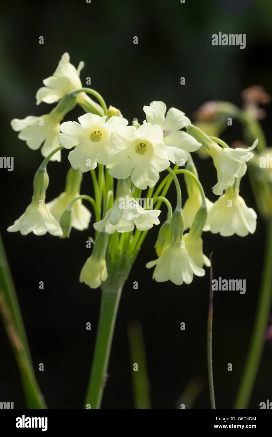 Dangling bell flowers of the hardy moisture loving plant, Primula alpicola var. alba Stock Photo
