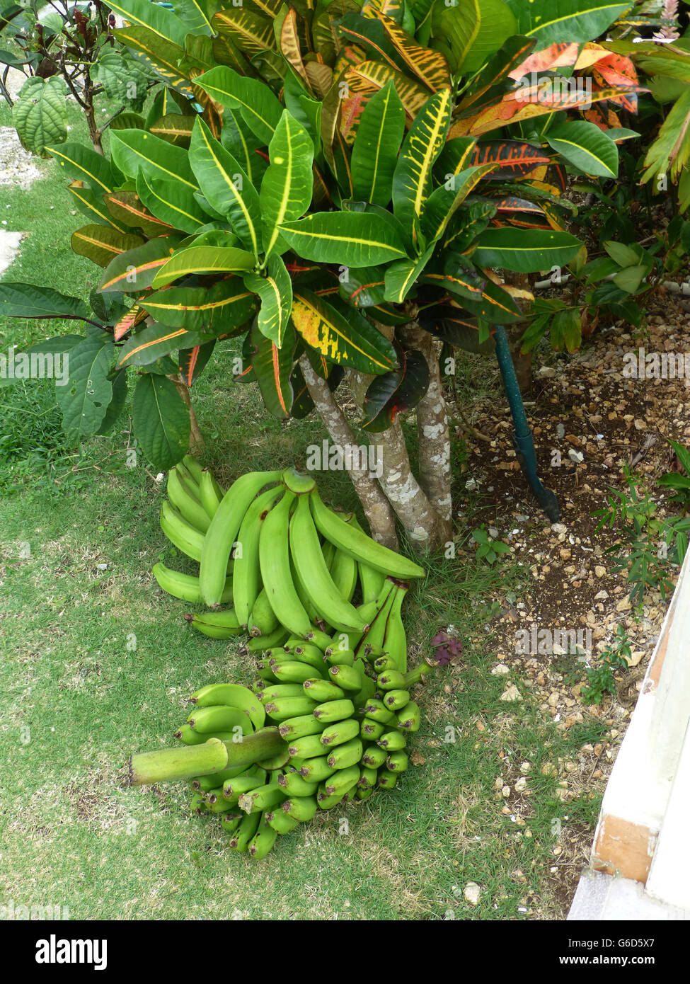 Plantains...freshly harvested...very popular in Jamaica. Very similar