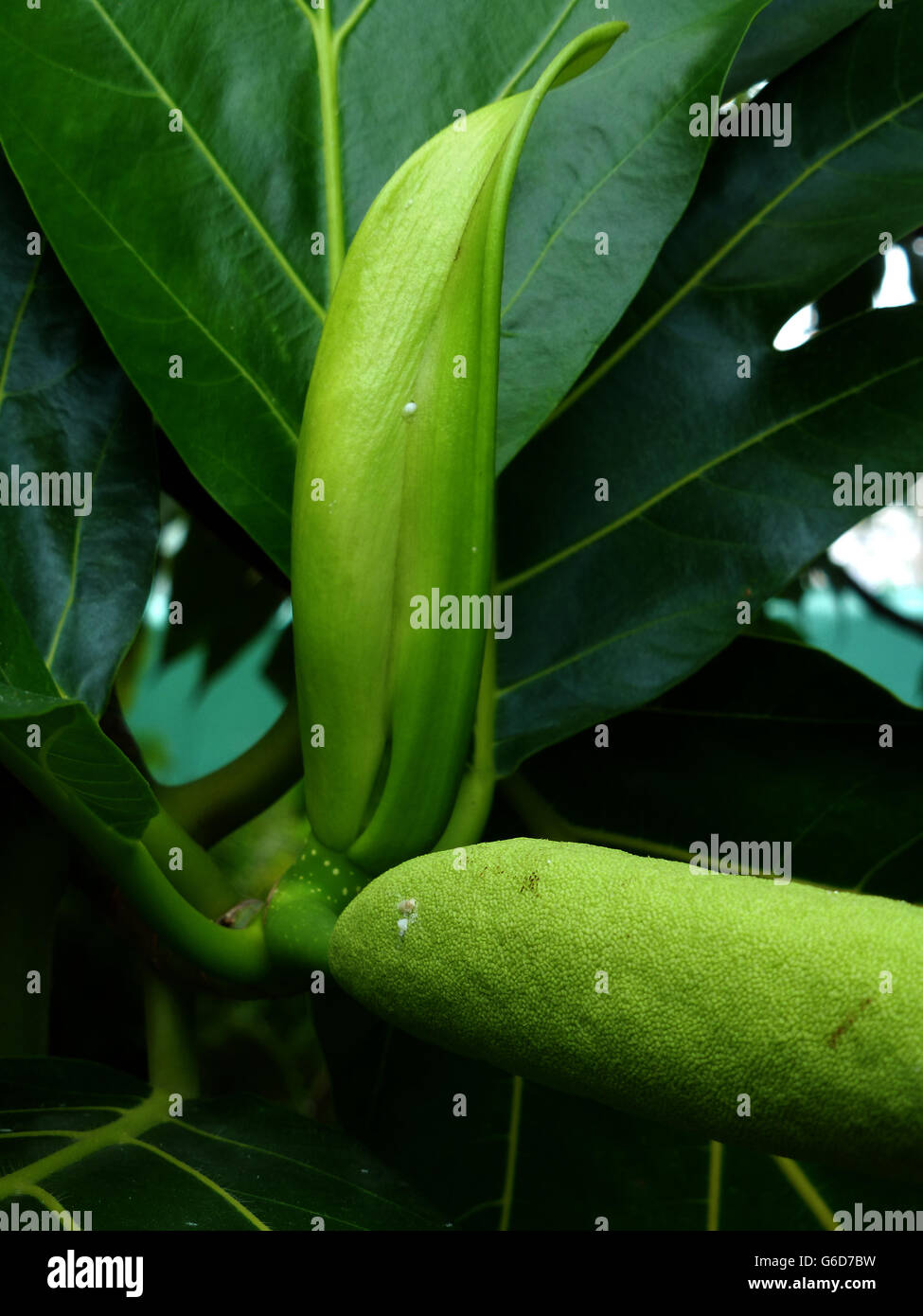 Breadfruit Tree Flower High Resolution Stock Photography And Images Alamy Breadfruit Tree Flower High Resolution Stock Photography And Images Alamy