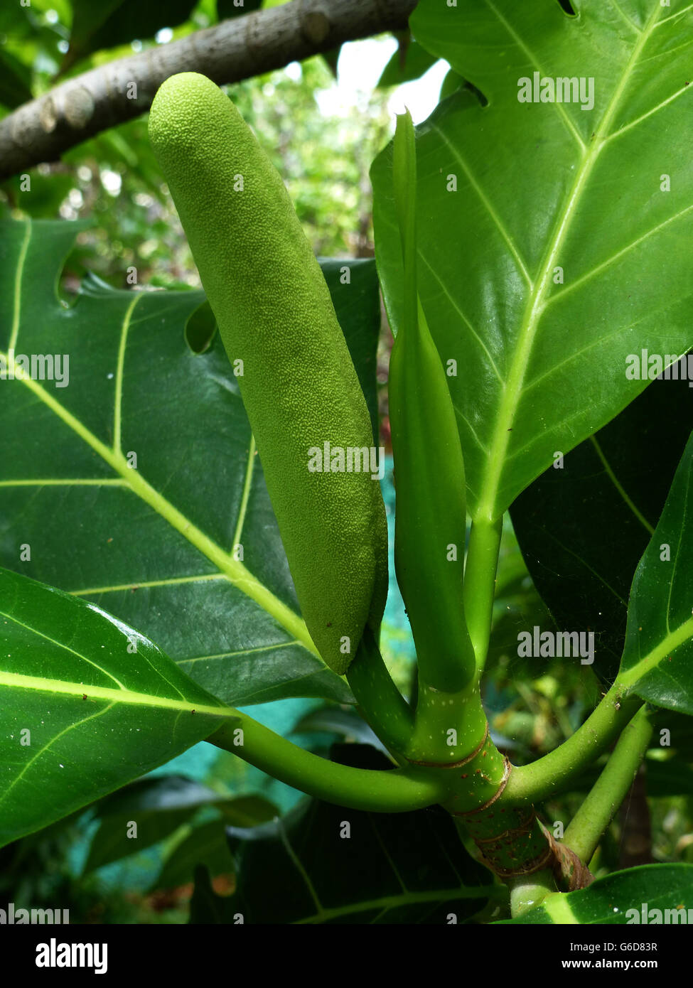 Breadfruit on a tree, , Staple diet for Jamaicans ..Very popular with many standard Jamaican Stock Photo