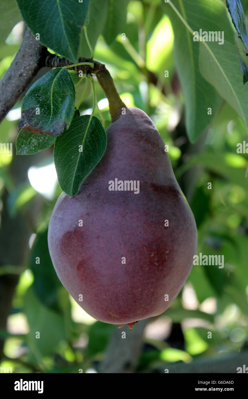 Bosc pear ripen on the tree Stock Photo
