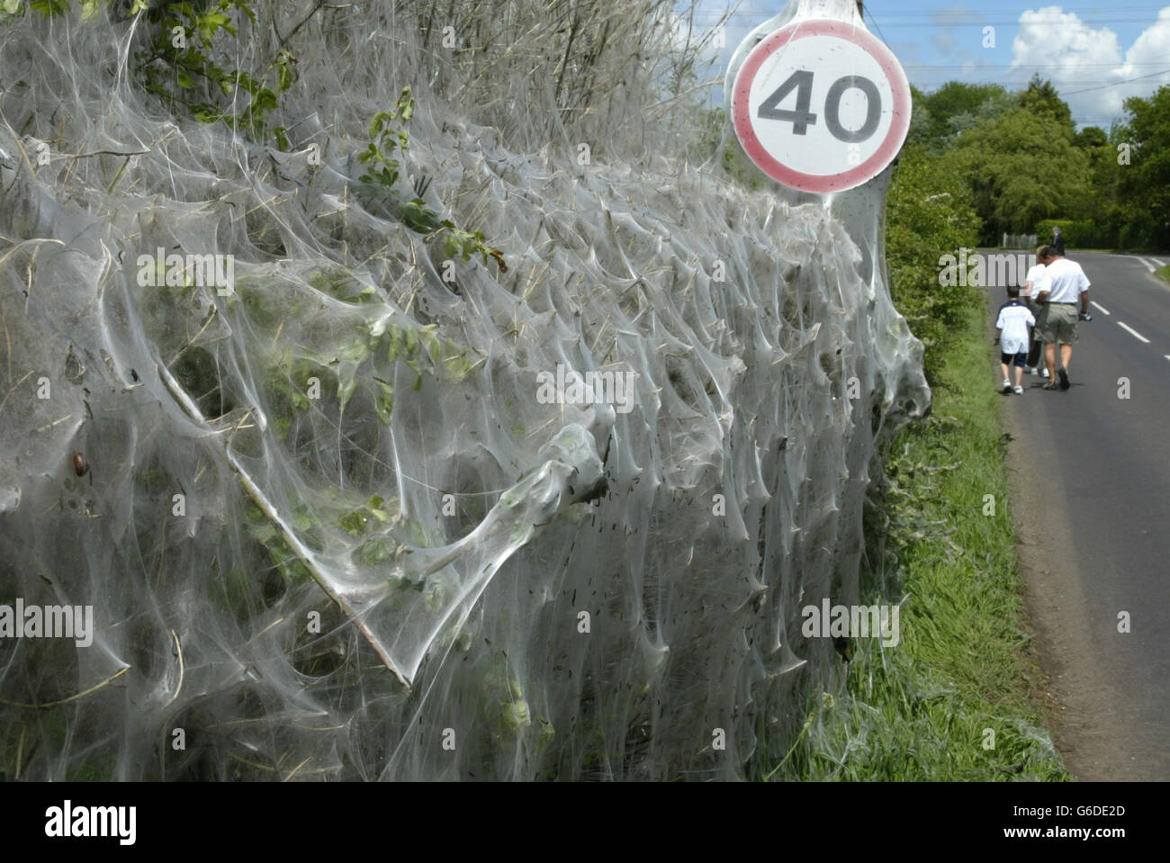 Yponemeuta Padella, or ermine moth caterpillars weave an intricate web over a roadside hawthorn hedge and speed sign in Catherington near Portsmouth. The phenomenon would have begun last August when the larvae would have been laid in the hedge. * ... but have only just come to the attention of passers by as they creat the web as protection while they devour the buds and leaves. Experts say that in June the moths will mature and mate before dying two weeks later. The eerie sight has become a fascination to locals and passing drivers. Stock Photo