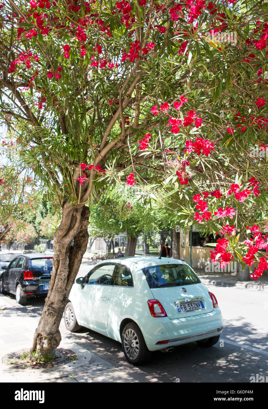 A Fiat 500 under a Blossoming Tree Alghero Sardinia Italy Stock Photo