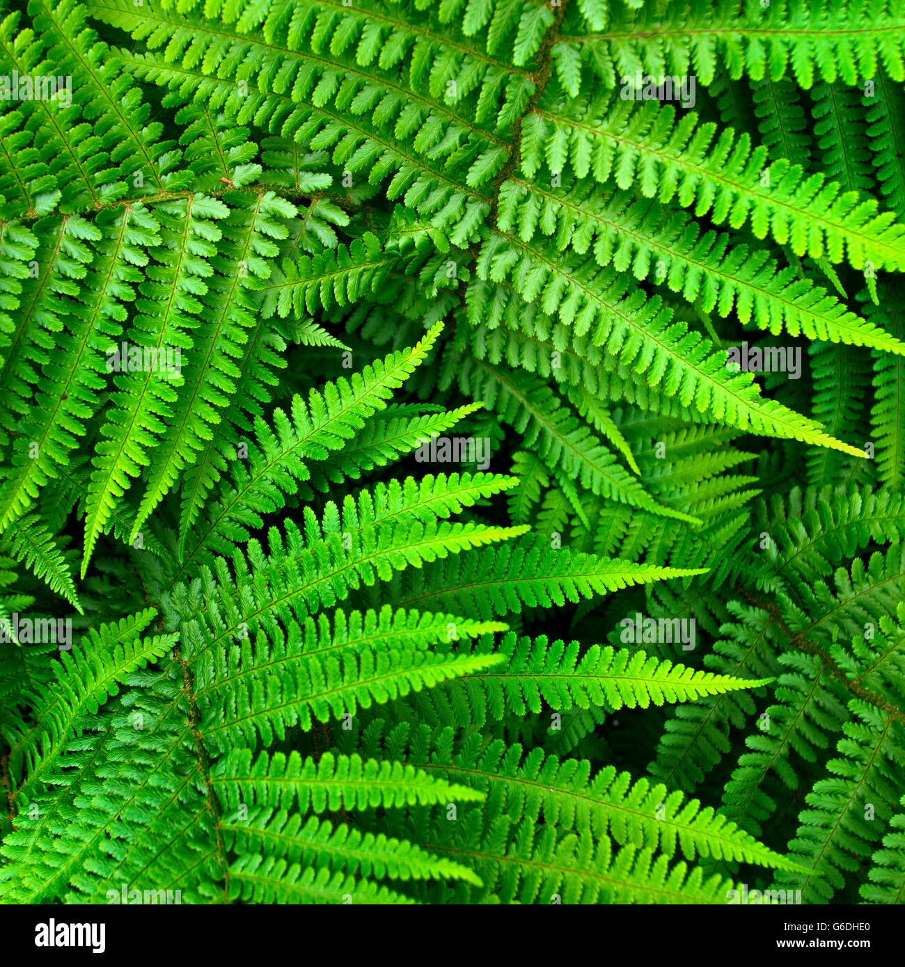 A lush layer of alpine wood fern (Dryopteris wallichiana). Stock Photo