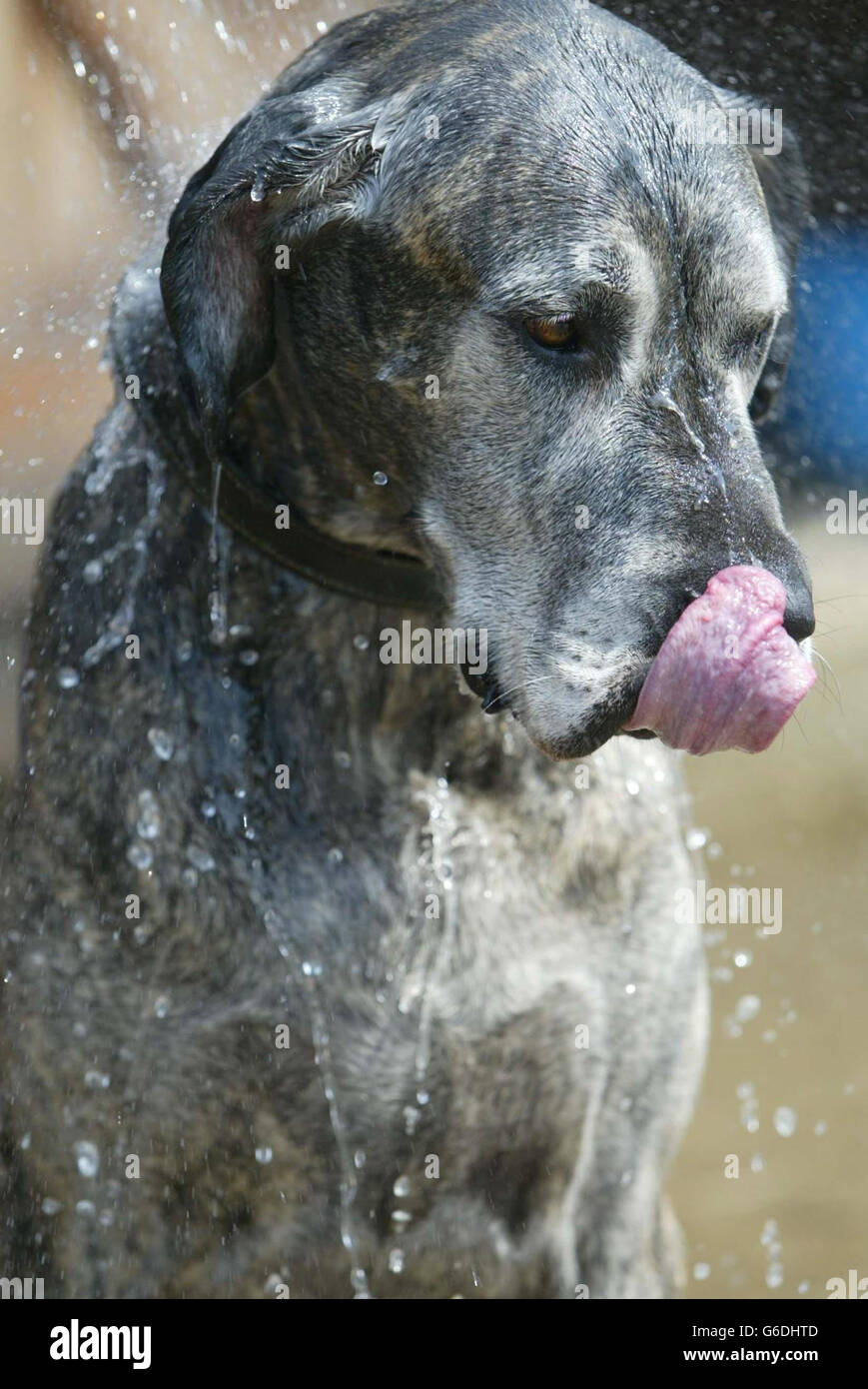 Karla the Great Dane enjoys a bath at her home in Cambridgeshire to cool down as the temperture soars. Stock Photo