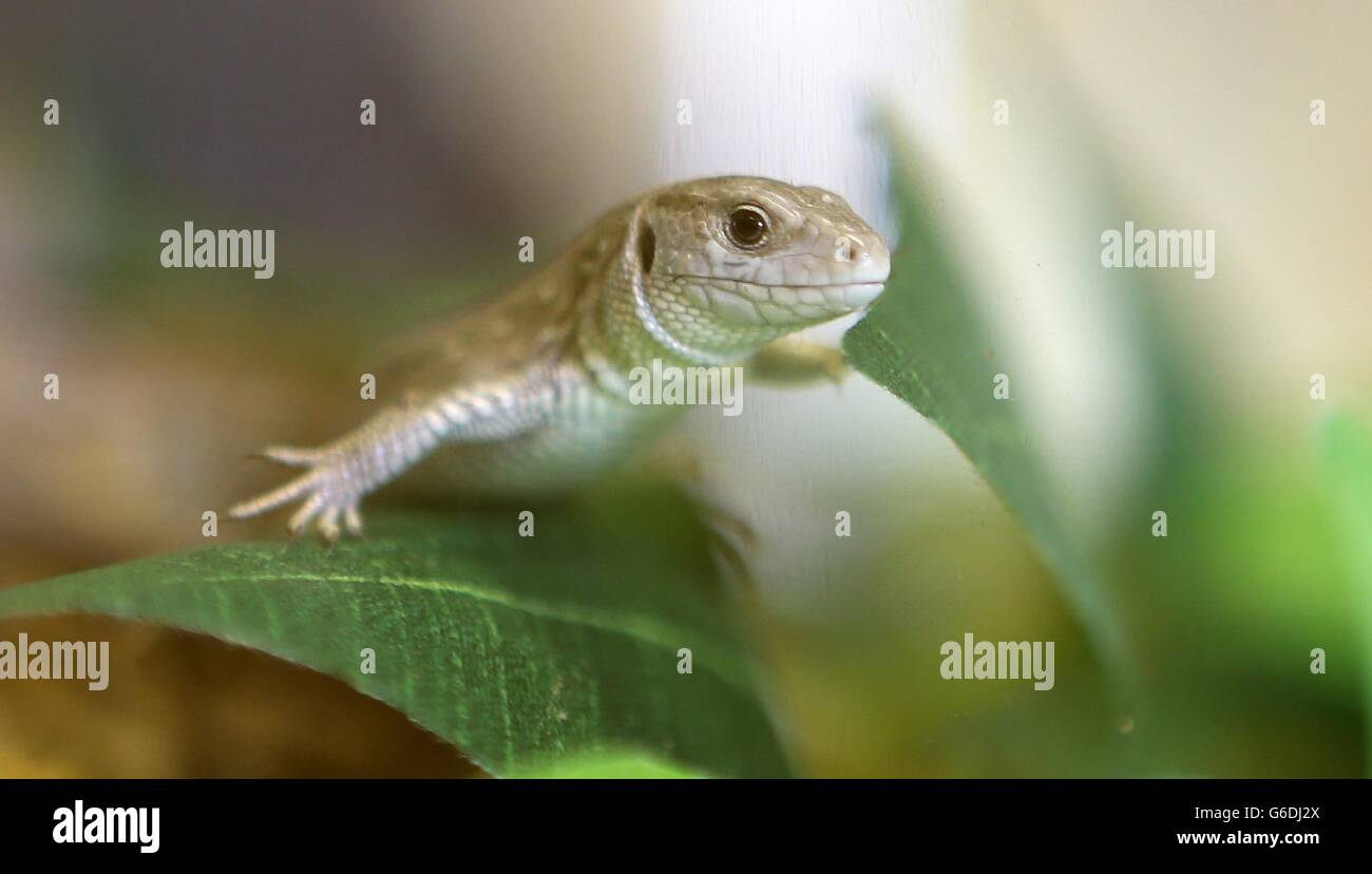 Sand Lizard released into the wild Stock Photo Alamy