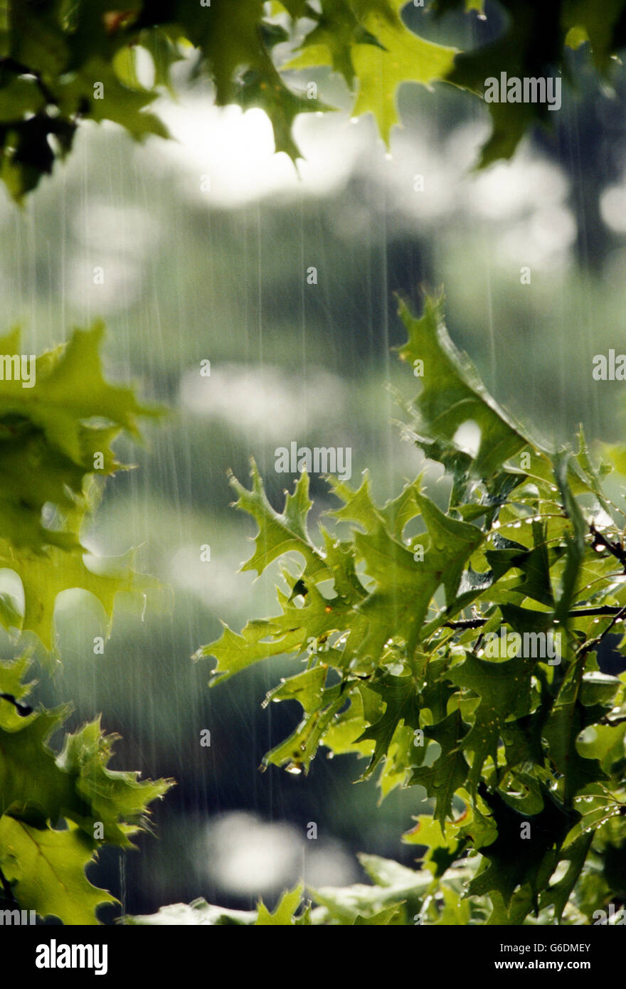 Backlit Rain Silver Maple tree leaves and backlit droplets of a hard summer rain ...