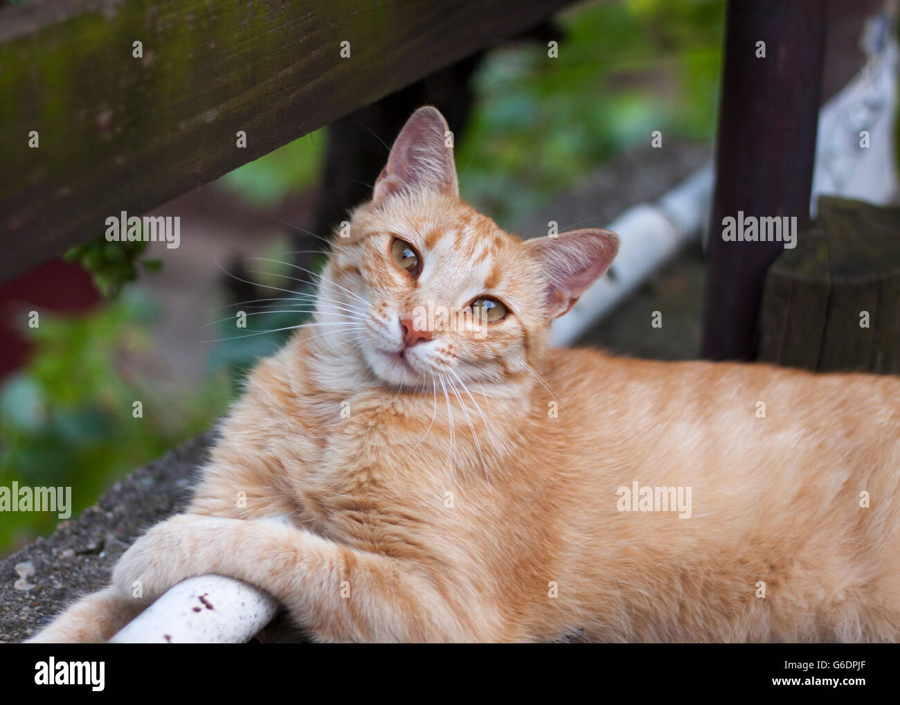 Young ginger cat with big eyes  relaxing on concrete in backyard Stock Photo