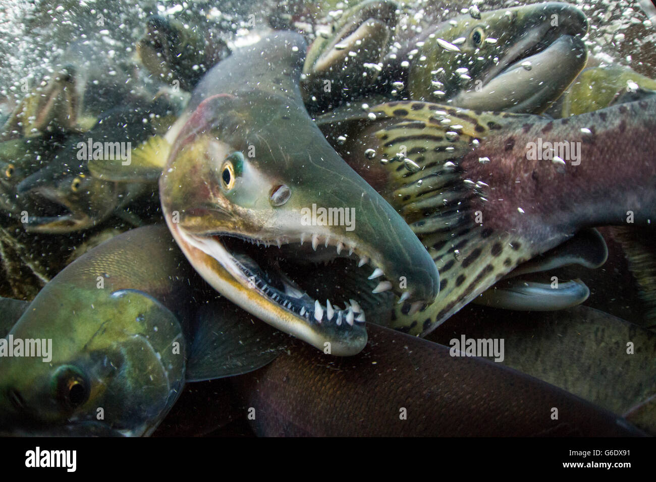 Spawning salmon teeth hi-res stock photography and images - Alamy