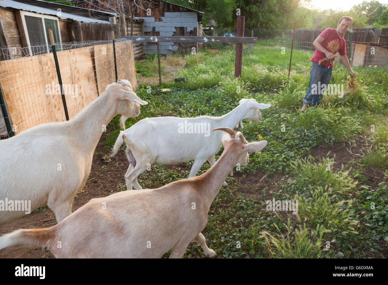 A man lures goats with tasty forage at Beit-Izim, an urban farm goat cooperative in Boulder, Colorado. Stock Photo