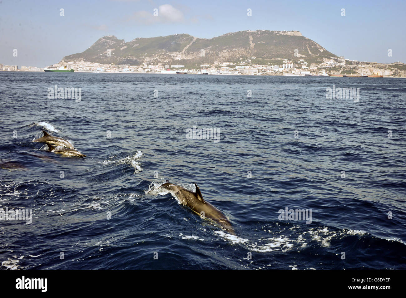 Dolphins swim in the waters off the coast of the Western side of Gibraltar. Stock Photo