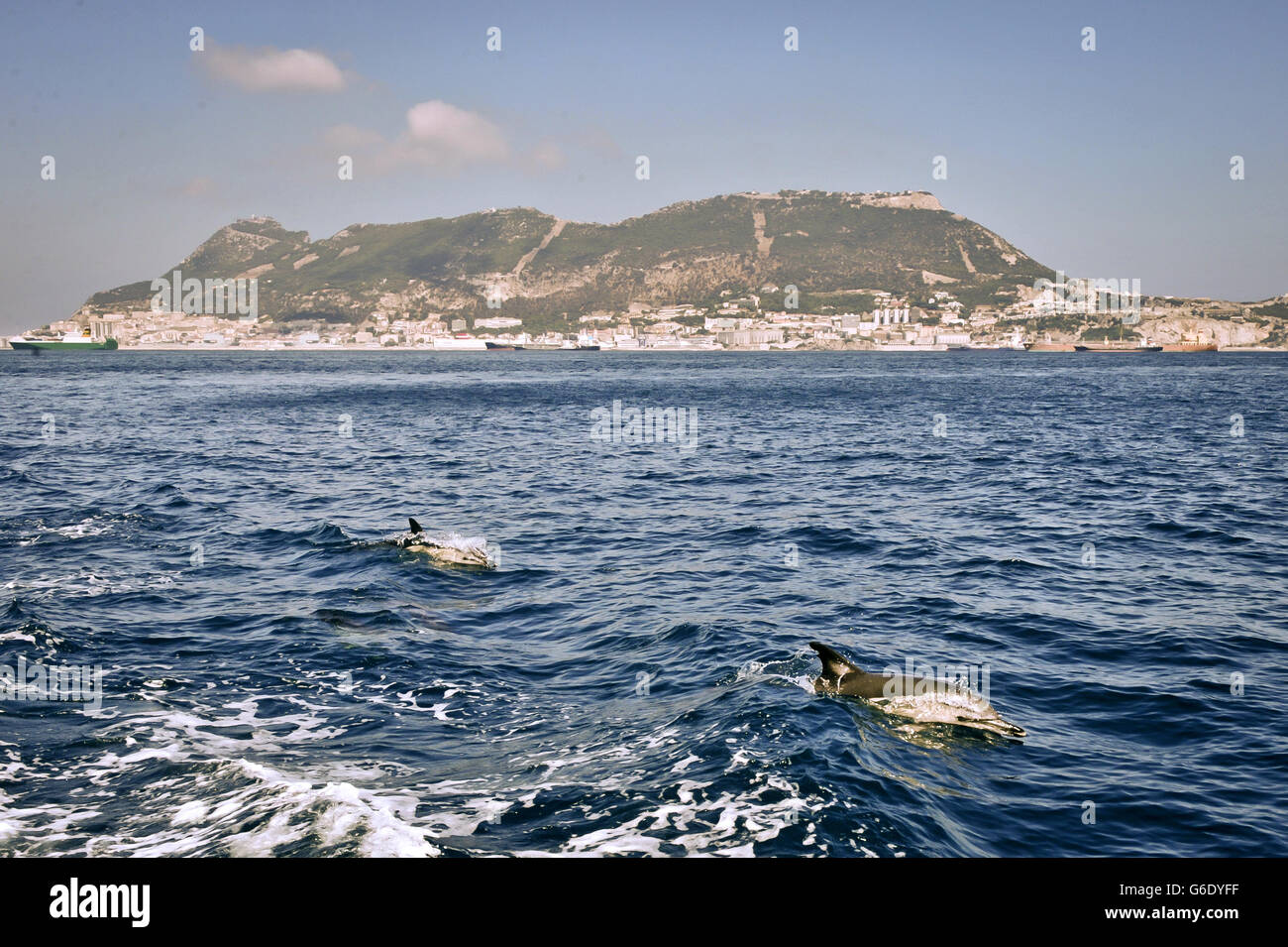 Dolphins swim in the waters off the coast of the Western side of Gibraltar. Stock Photo