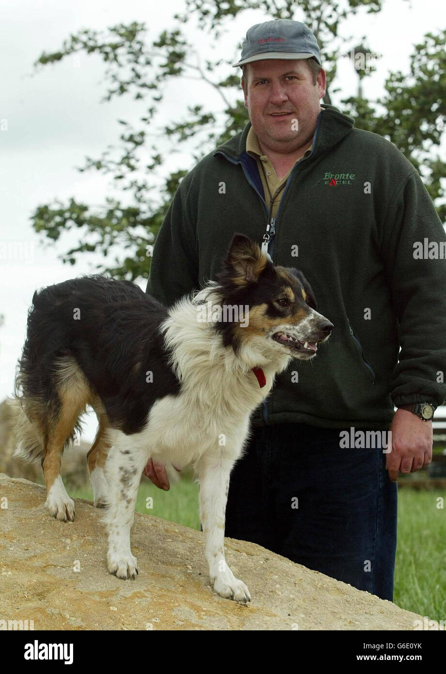 Cass Britain's Most Expensive Sheep Dog Stock Photo Alamy