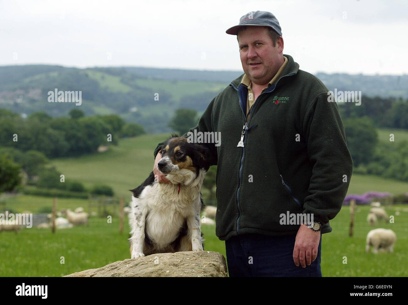 Cass Britain's Most Expensive Sheep Dog Stock Photo Alamy