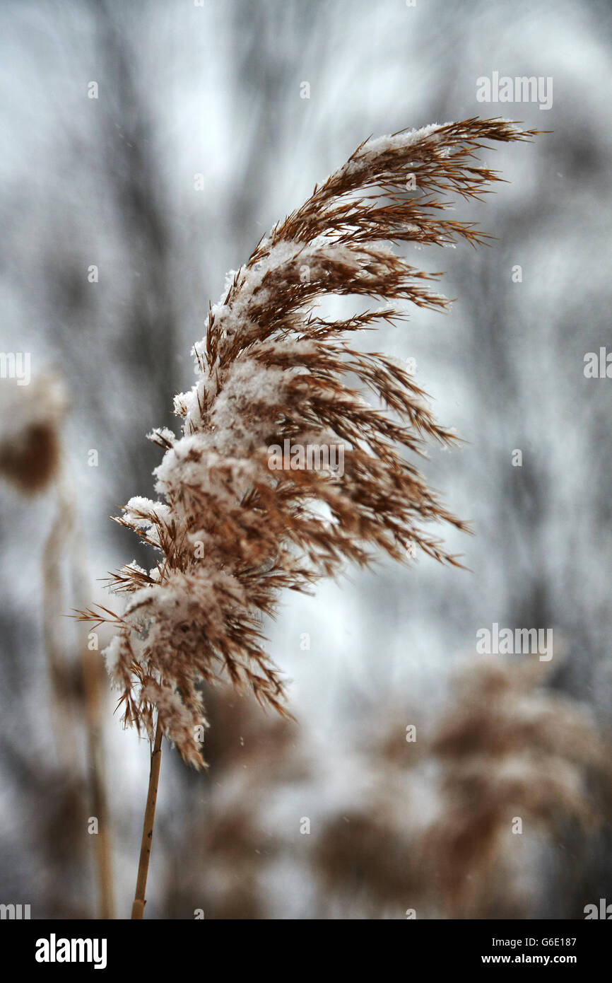 Reed Grass Stock Photo Alamy
