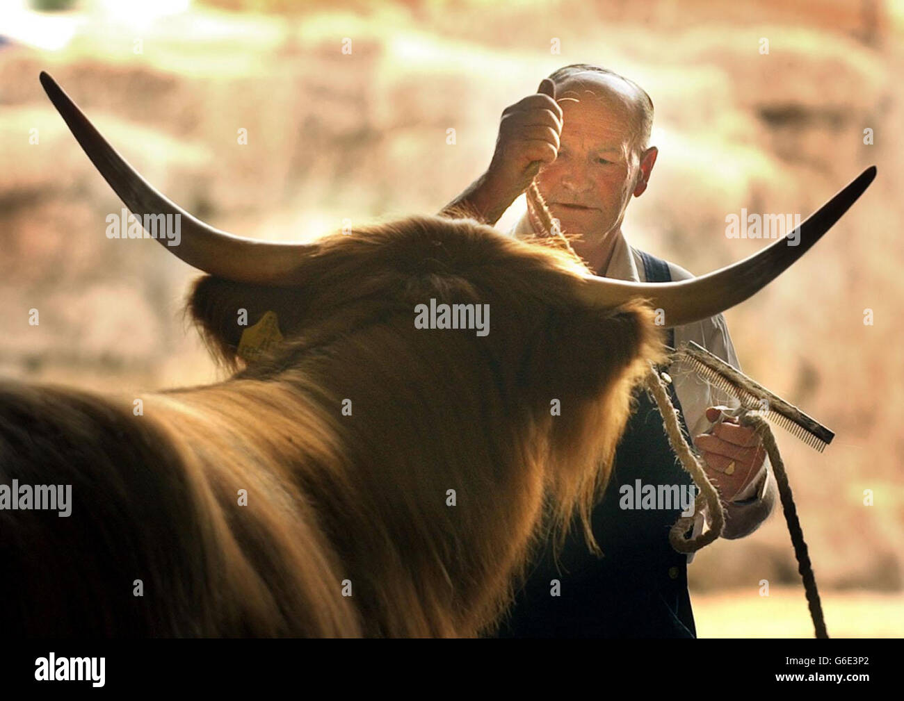 A harnessed Highland cow is groomed by handler Bill Murray at the Royal Highland show ground, Ingleston, near Edinburgh. Stock Photo