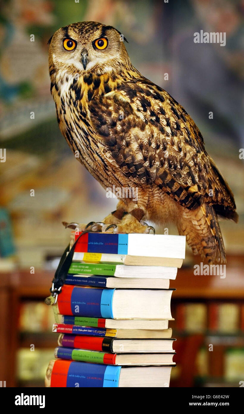 Flash the Eagle Owl sits on top of a pile of rare Harry Potter 1st editions and proof copies in Ottaka`s book shop in Edinburgh. The popular books, written by J K Rowling, are due to be auctioned in the city by Lyon & Turnbull. Stock Photo