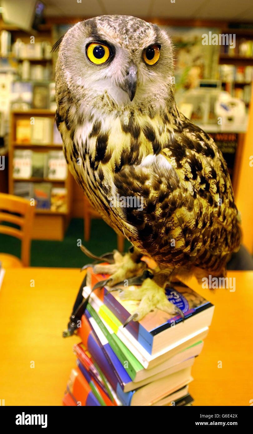 Harry potter owl hires stock photography and images Alamy