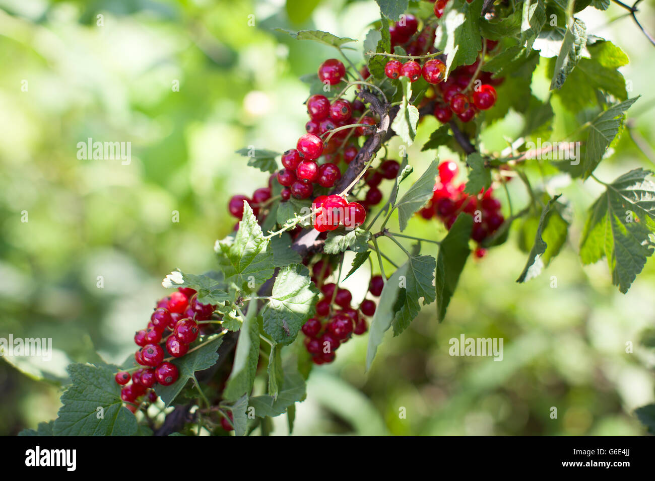 bush with red berries Stock Photo - Alamy