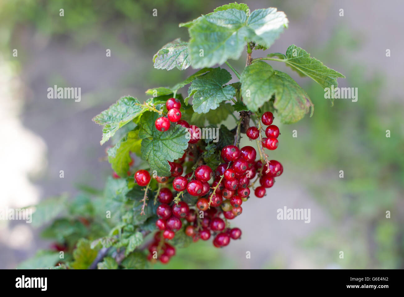 bush with red berries Stock Photo - Alamy