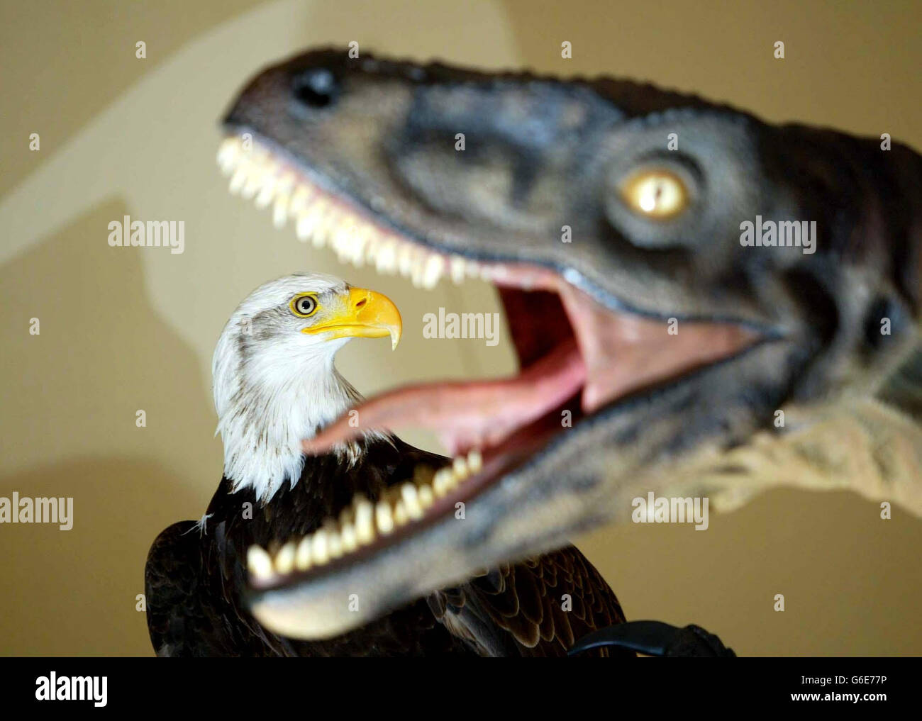 Feathered dinosaur fossils hires stock photography and images Alamy