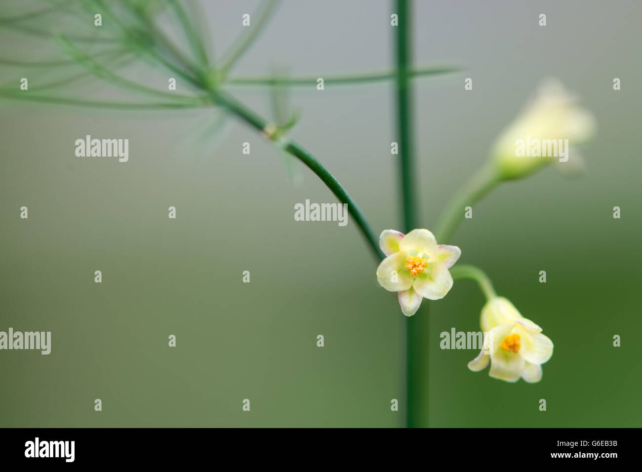 Asparagus Plant Flower High Resolution Stock Photography and Images Alamy
