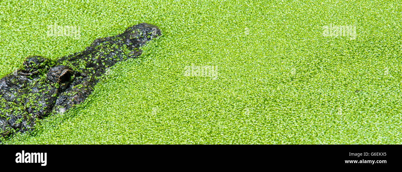 American Alligator in swamp covered in duckweed and algae Stock Photo