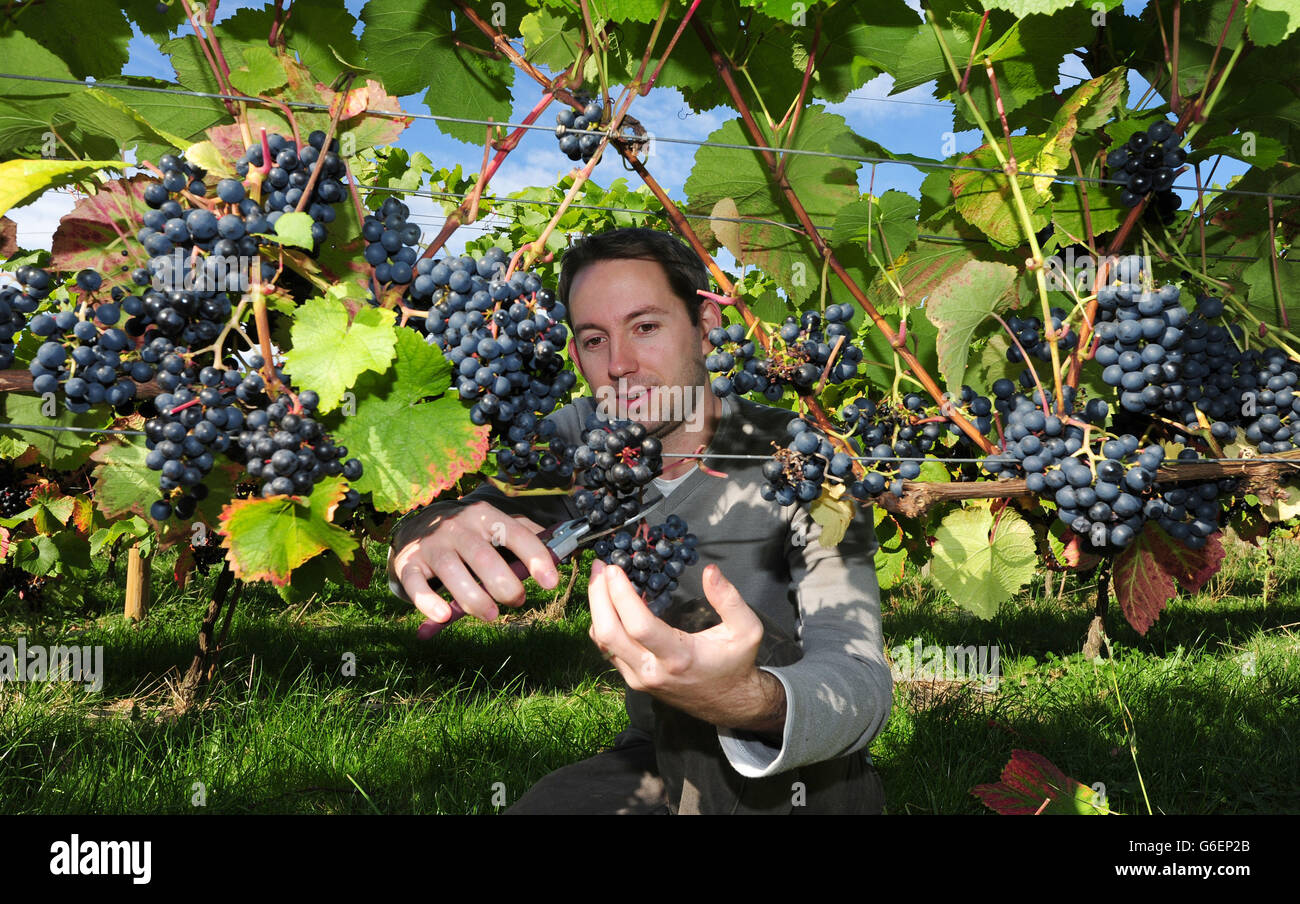 Grape picking at Ryedale Vineyards. Peter Freemantle grape picking in